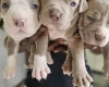 Bullmastiff