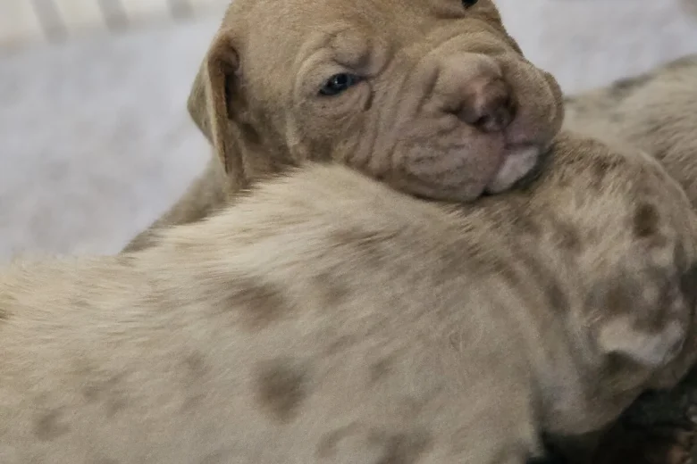 Bullmastiff