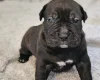 Bullmastiff