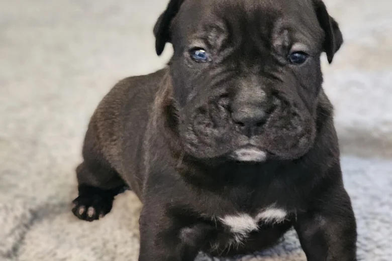 Bullmastiff