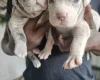 Bullmastiff
