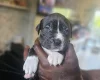 Bullmastiff