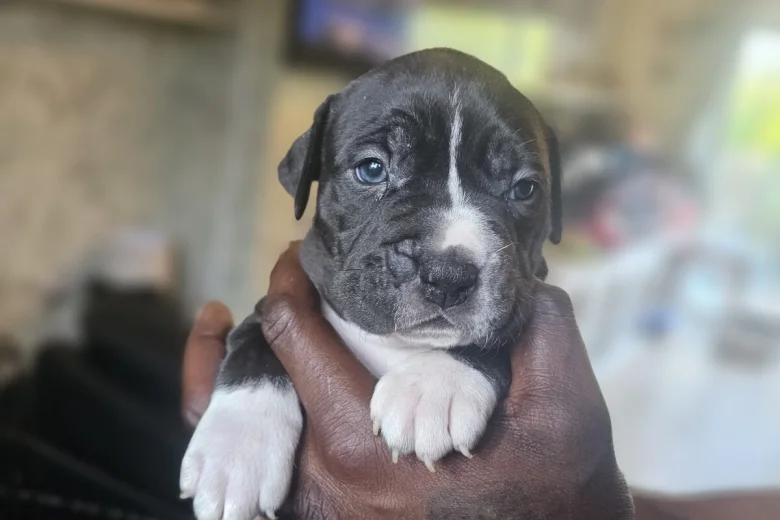 Bullmastiff