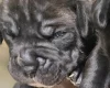 Bullmastiff