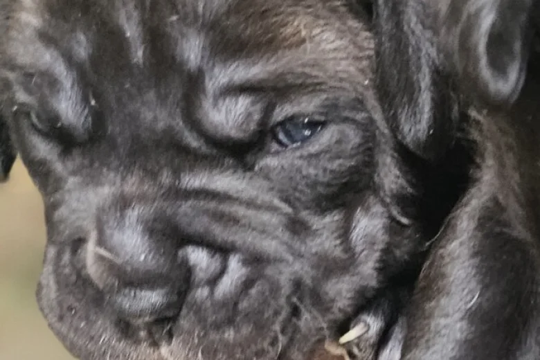 Bullmastiff