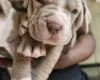 Bullmastiff