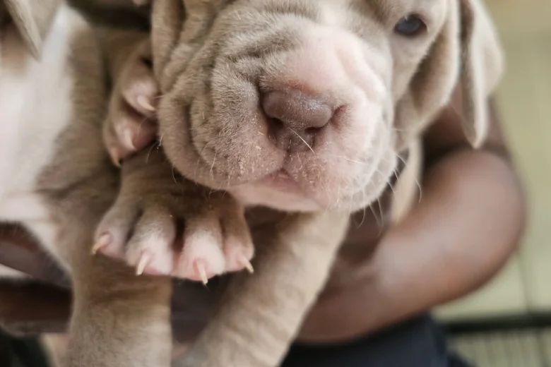 Bullmastiff