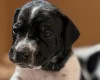 English Pointer
