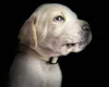 English Pointer