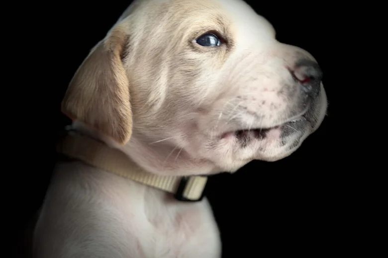 English Pointer