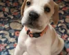 English Pointer