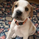 English Pointer