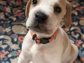 English Pointer