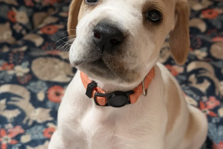 English Pointer