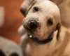 English Pointer