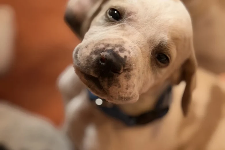 English Pointer