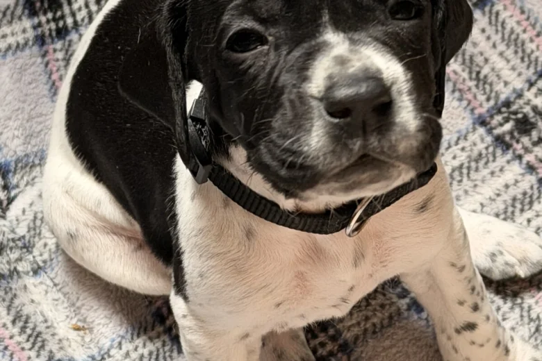 English Pointer