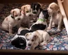 English Pointer