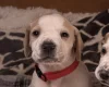English Pointer