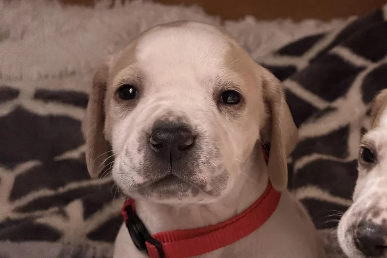 English Pointer