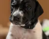 English Pointer
