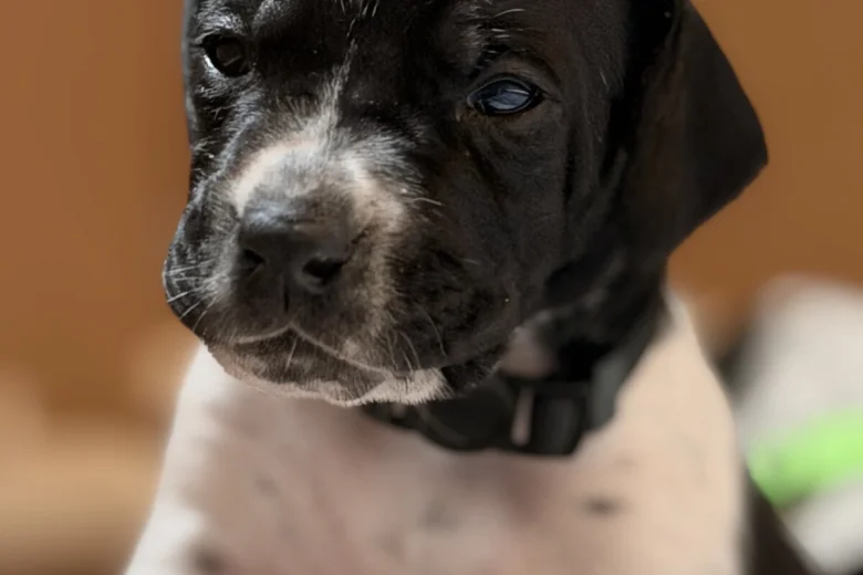English Pointer
