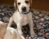 English Pointer