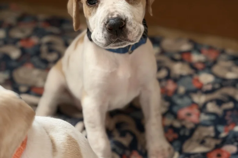 English Pointer