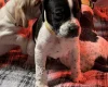English Pointer