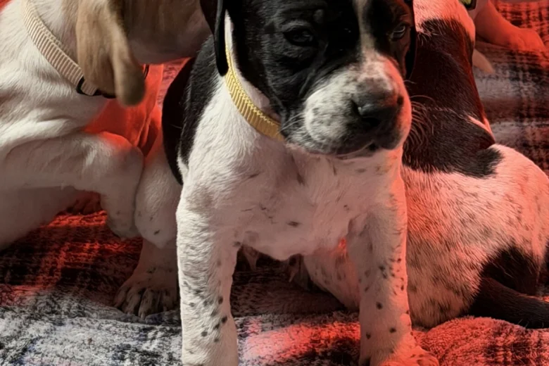 English Pointer