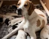 English Pointer