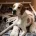 English Pointer