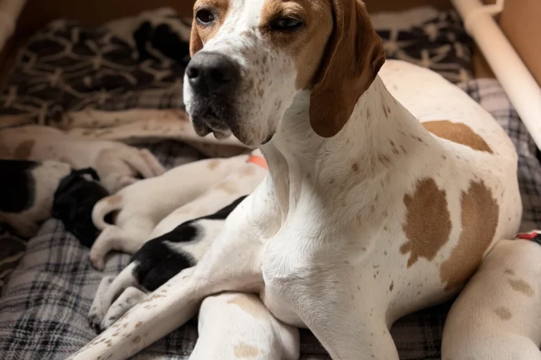 English Pointer