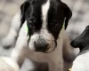 English Pointer