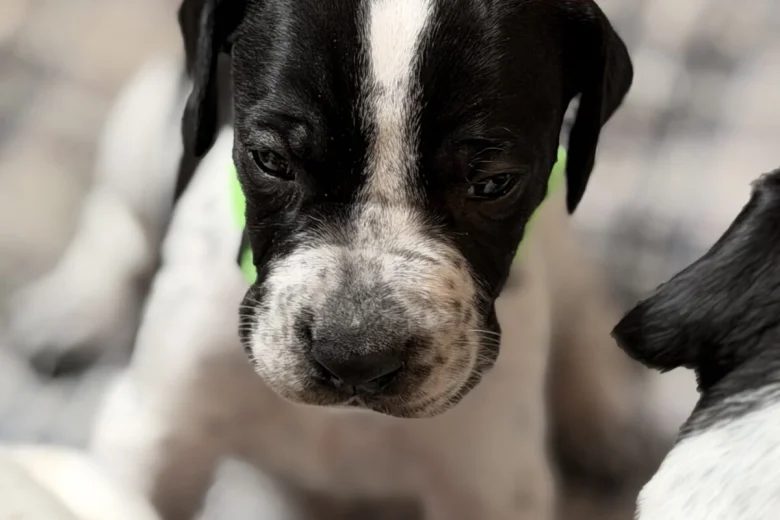 English Pointer