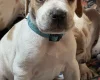 English Pointer