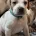 English Pointer