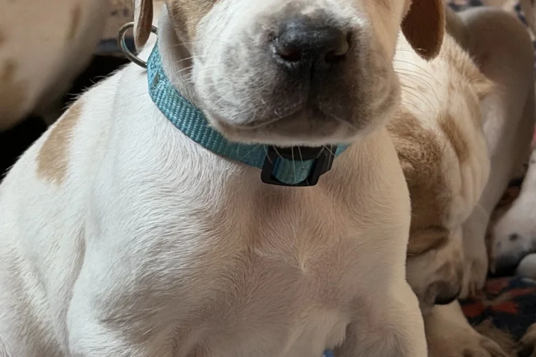 English Pointer