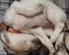 English Pointer