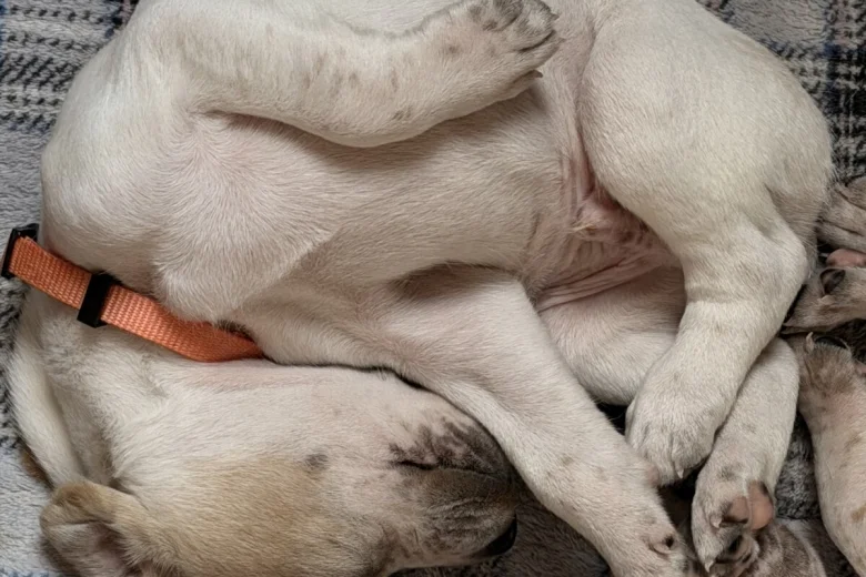 English Pointer