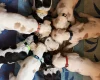 English Pointer