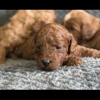Cavapoo