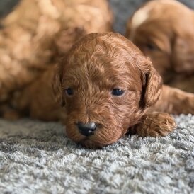 Cavapoo