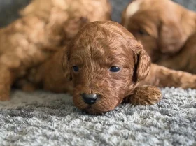 Cavapoo