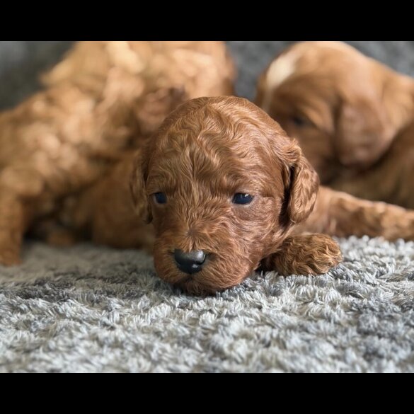Cavapoo