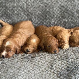 Cavapoo