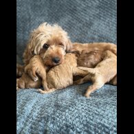 Cavapoo
