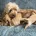 Cavapoo