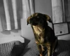 Dachshund (Miniature Wire Haired)