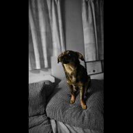 Dachshund (Miniature Wire Haired)